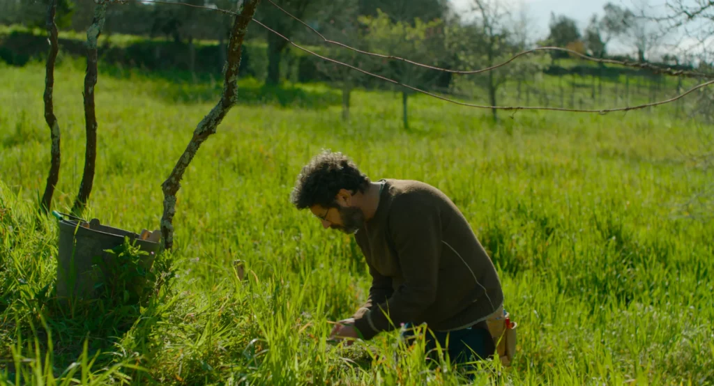 BAFICI 